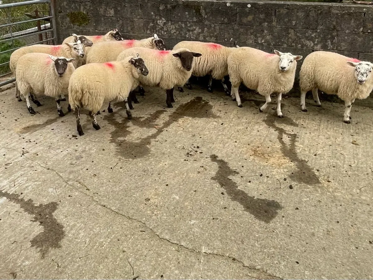 12 CB Ewe lambs for sale - Image 2