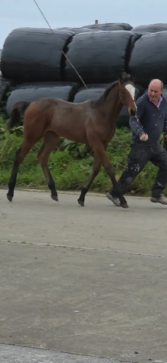 Diamond Roller X Puissance Colt Foal - Image 3