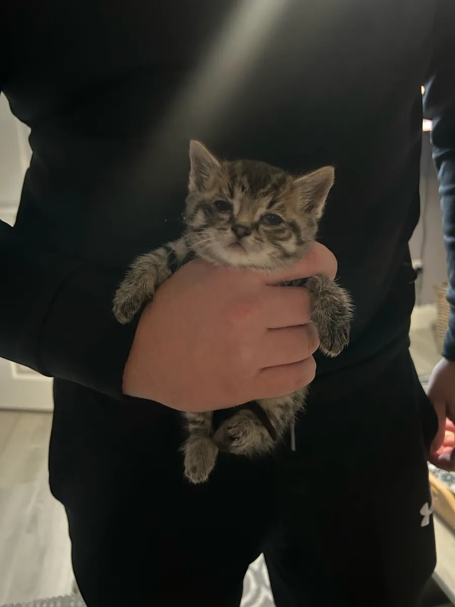Kittens