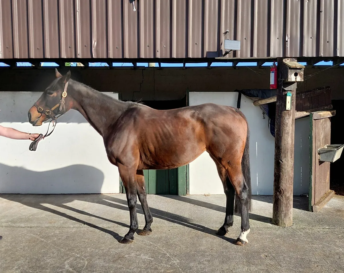 TB mare - Image 1
