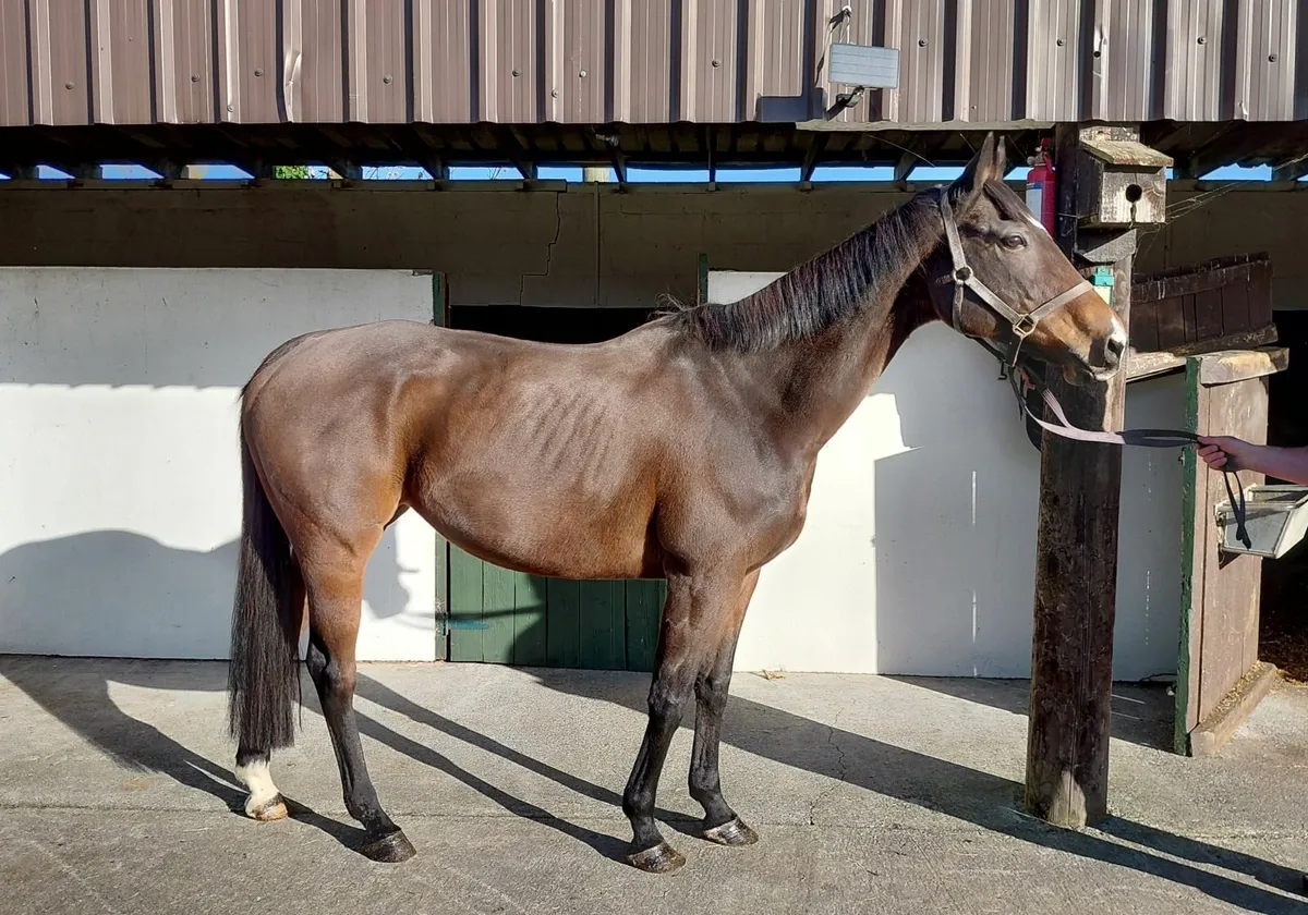 TB mare - Image 2