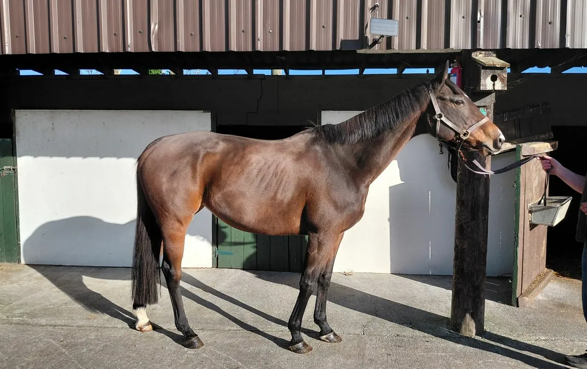 TB mare - Image 3