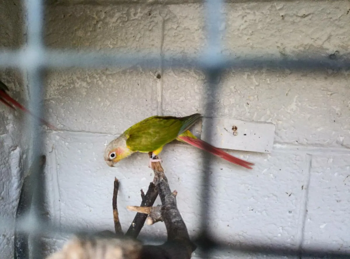 Birds - Image 1