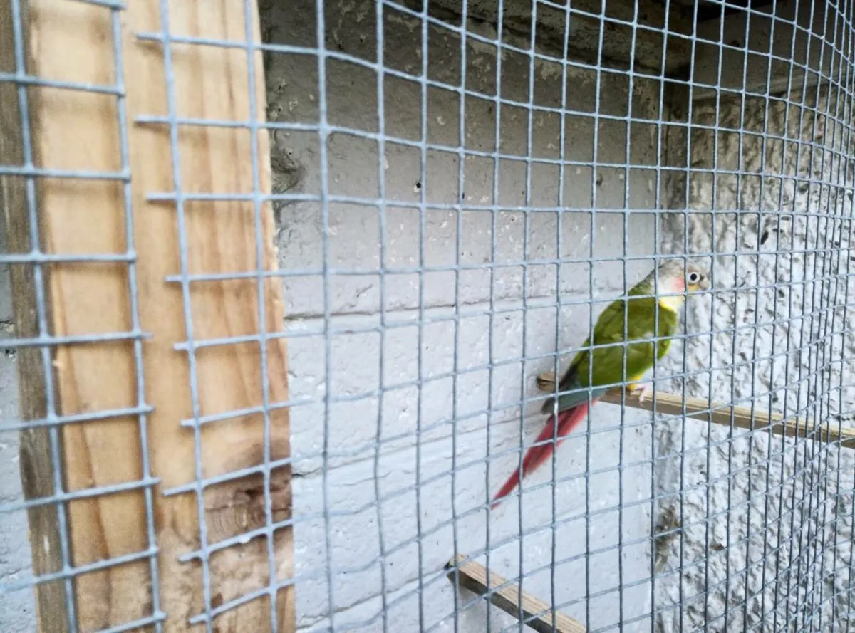 Birds - Image 2