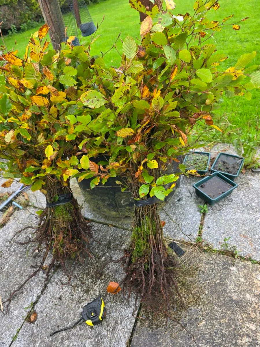 Hedging - Image 1