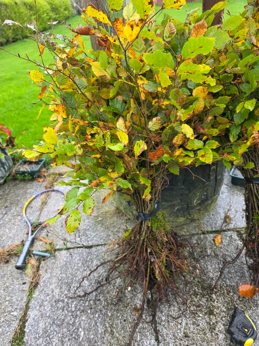 Hedging - Image 2