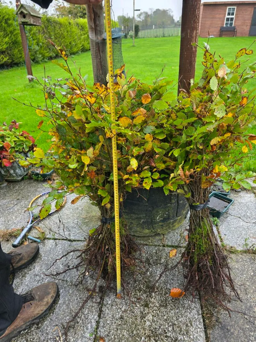 Hedging - Image 3