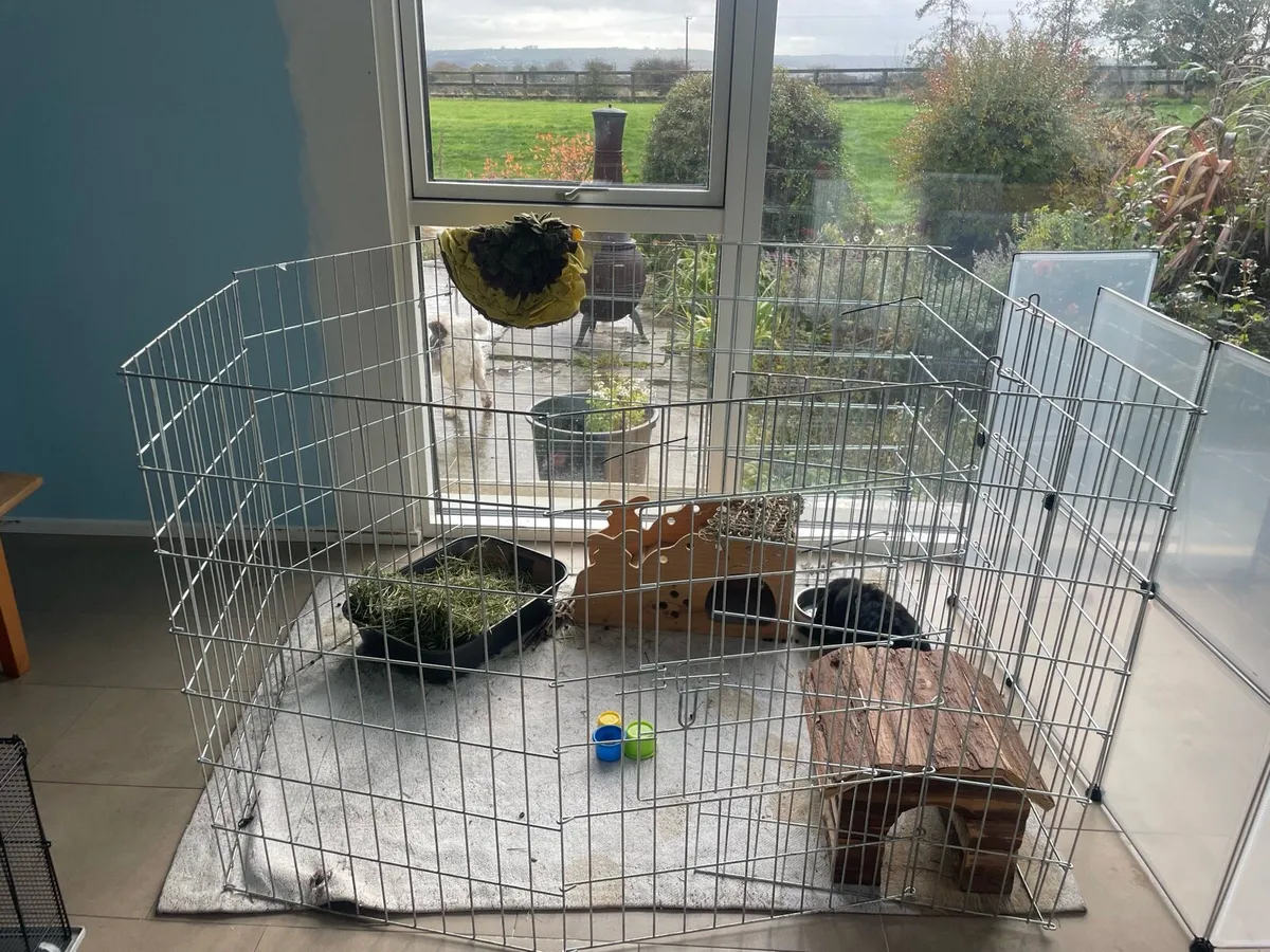 need gone asap!! lop rabbit with large cage - Image 4