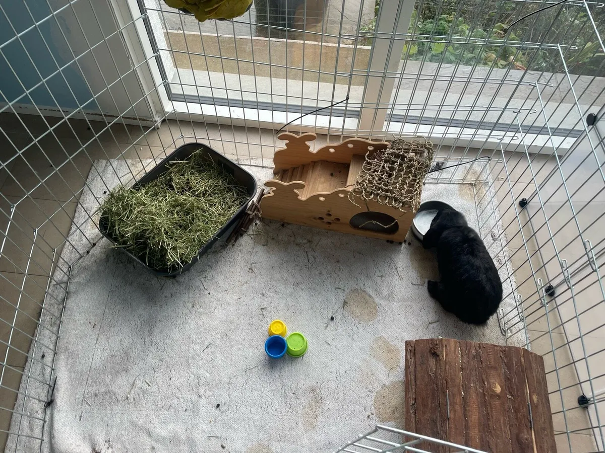 need gone asap!! lop rabbit with large cage - Image 1