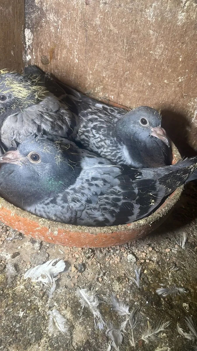 Pigeon for sale - Image 1