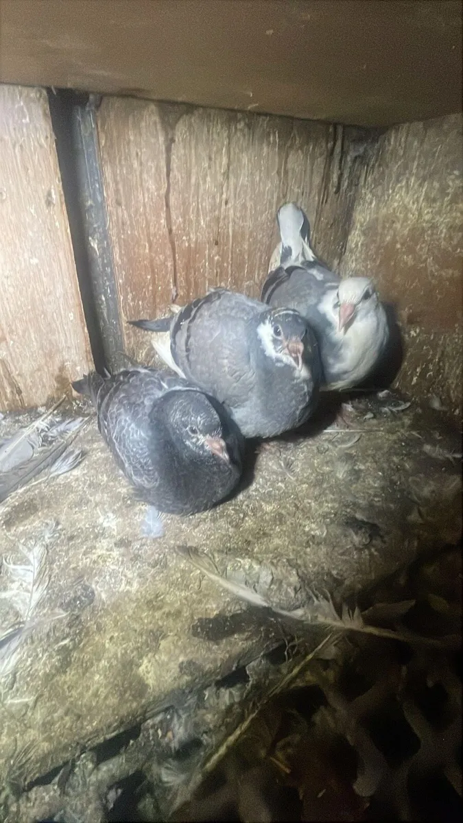 Pigeon for sale - Image 2