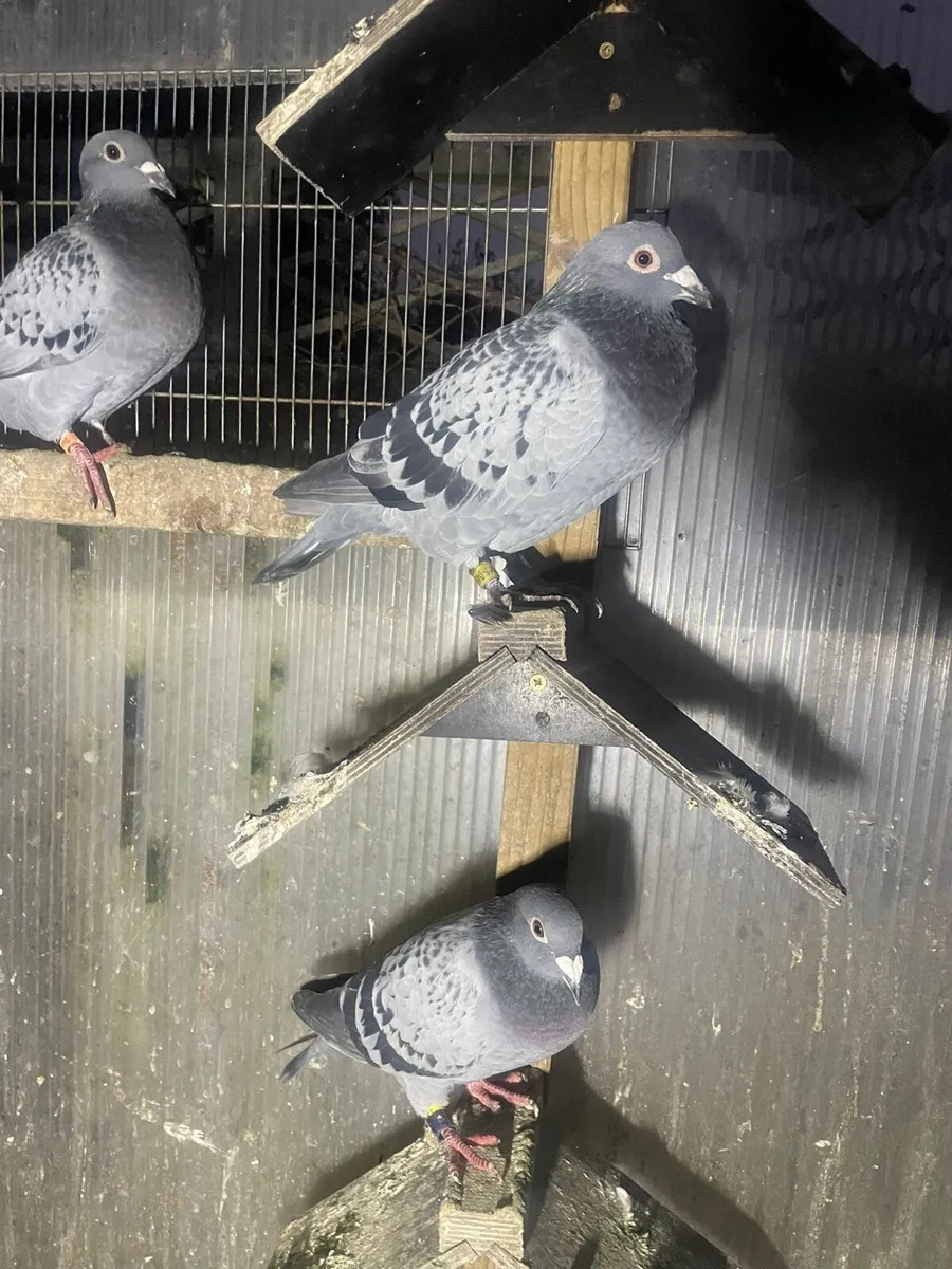 Pigeon for sale - Image 3