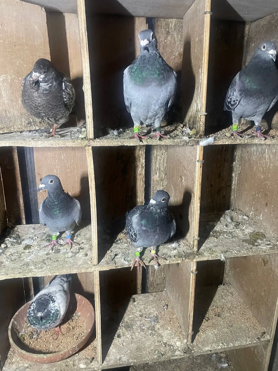 Pigeon for sale - Image 4