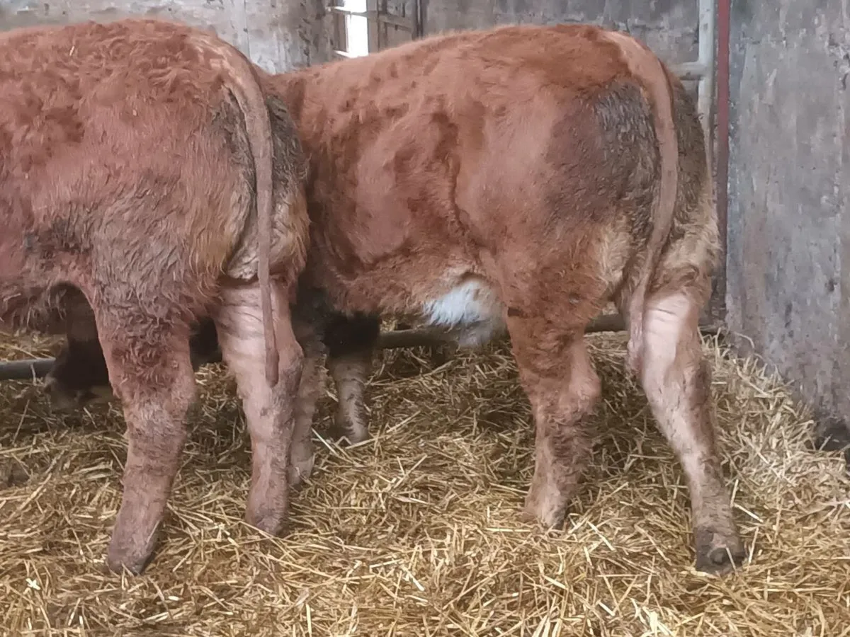 2  smashing lmx  Heifer's for sale - Image 3