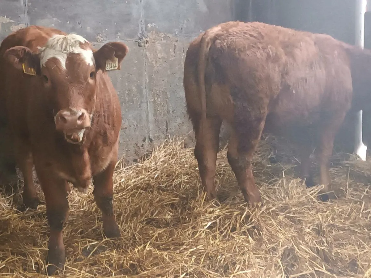 2  smashing lmx  Heifer's for sale - Image 4