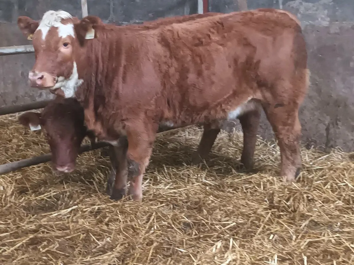 2  smashing lmx  Heifer's for sale - Image 1