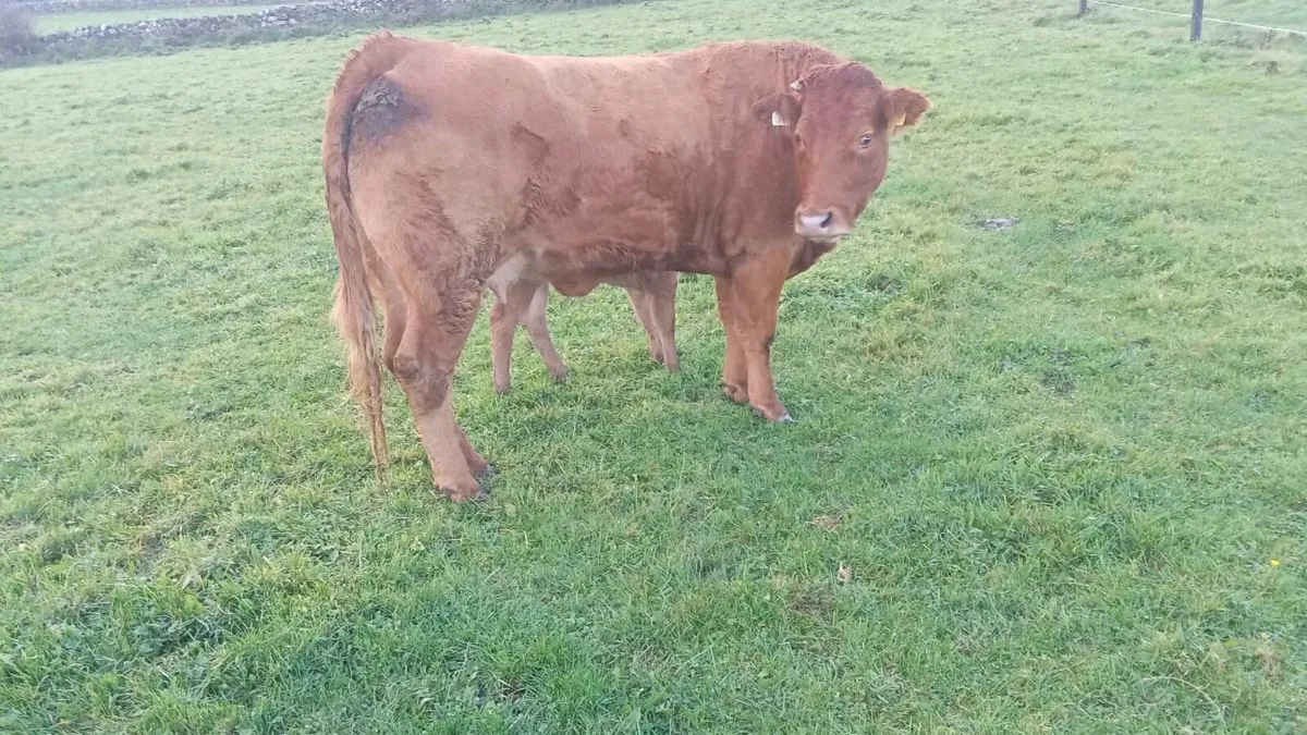 First calver - Image 2