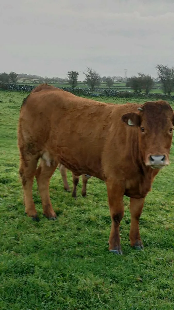 First calver - Image 3