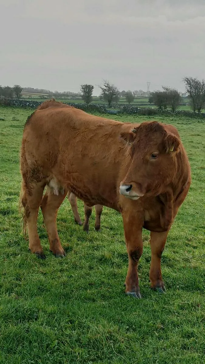 First calver - Image 4