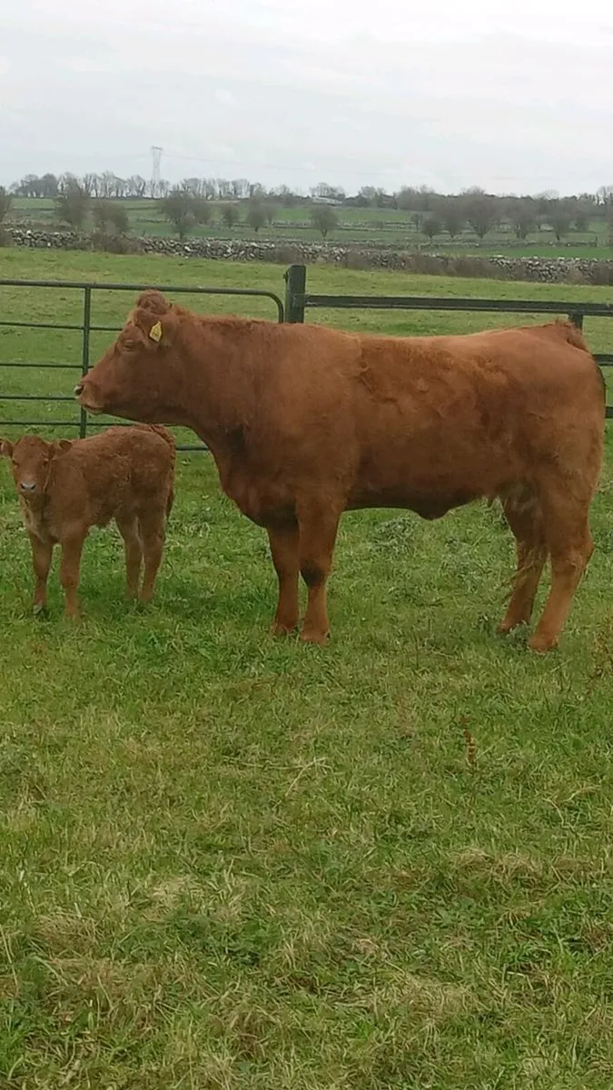 First calver - Image 1