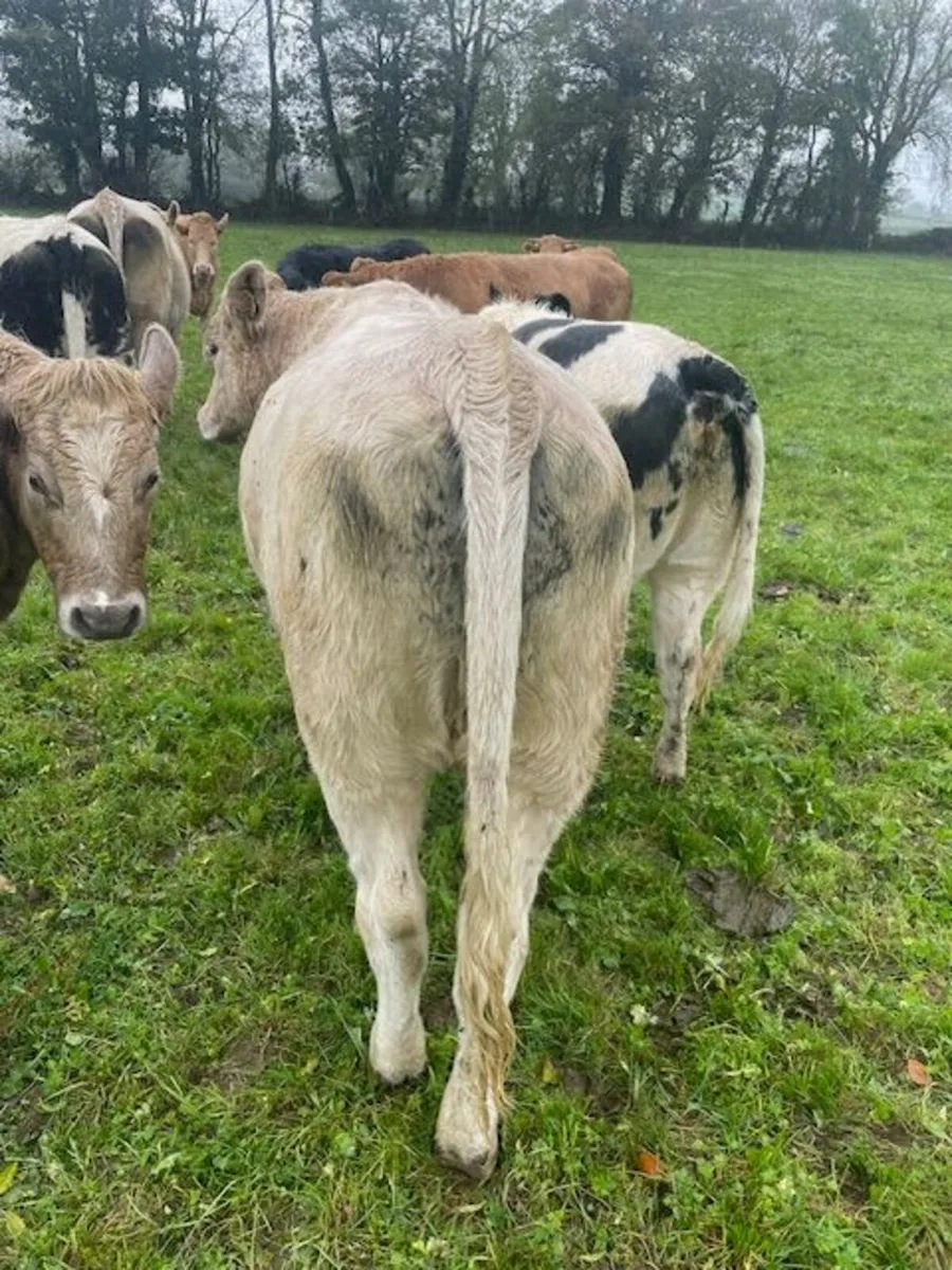 Charolais Heifers for Breeding - Image 2