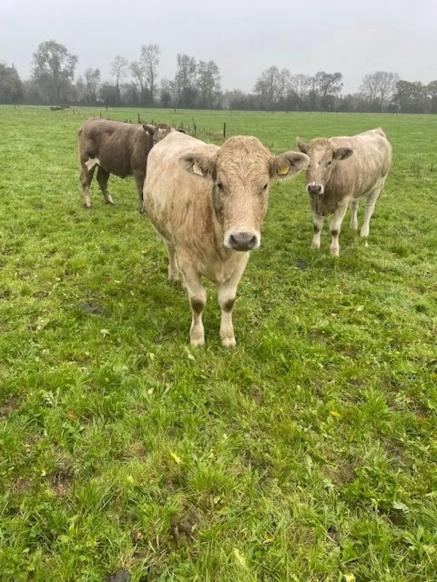 Charolais Heifers for Breeding - Image 3