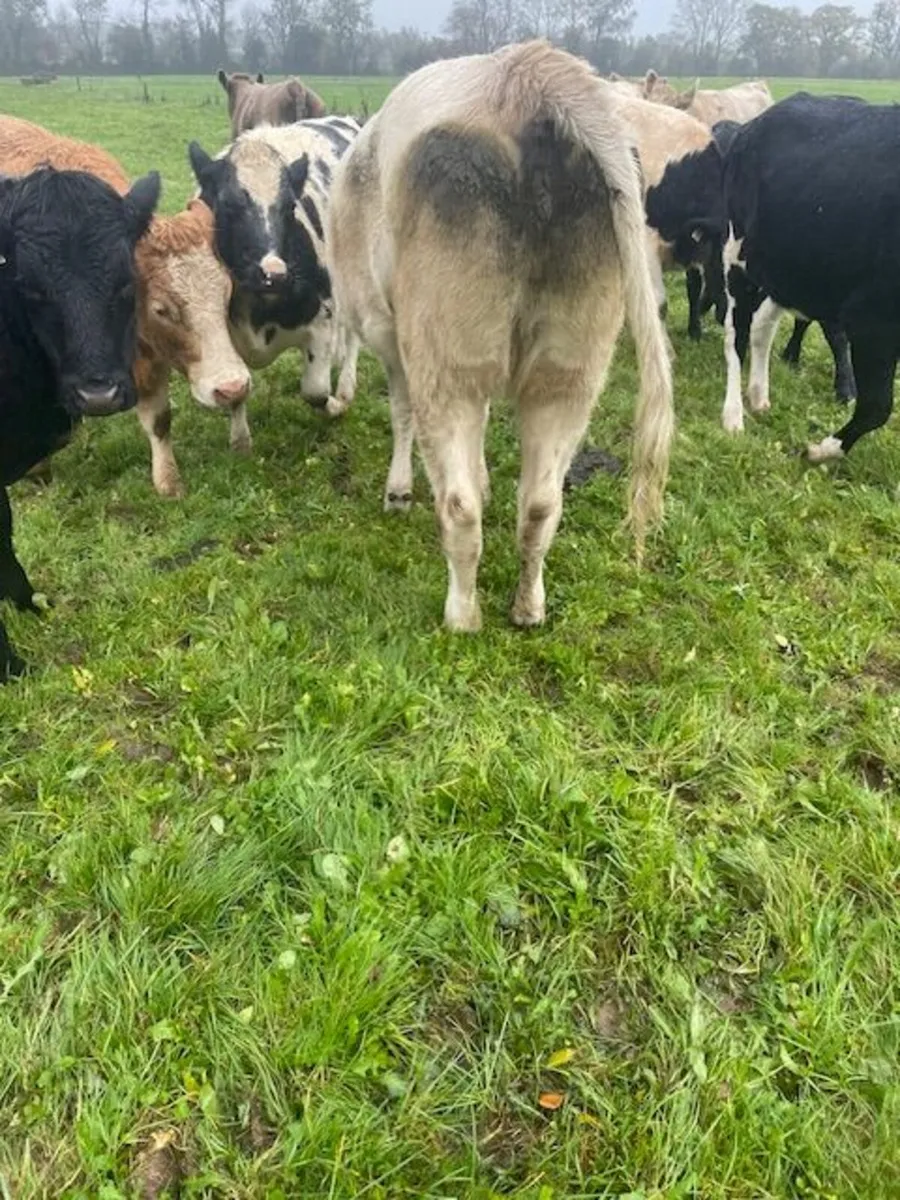Charolais Heifers for Breeding - Image 4