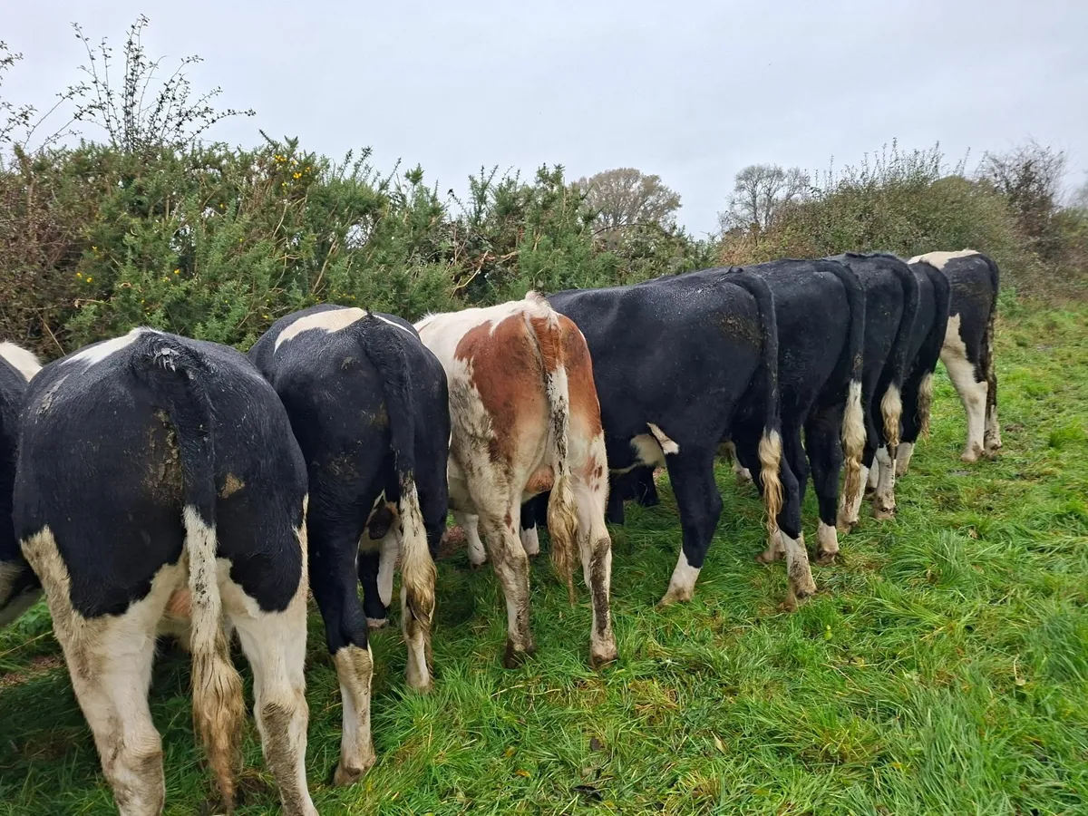 Friesian Bullocks - Image 1