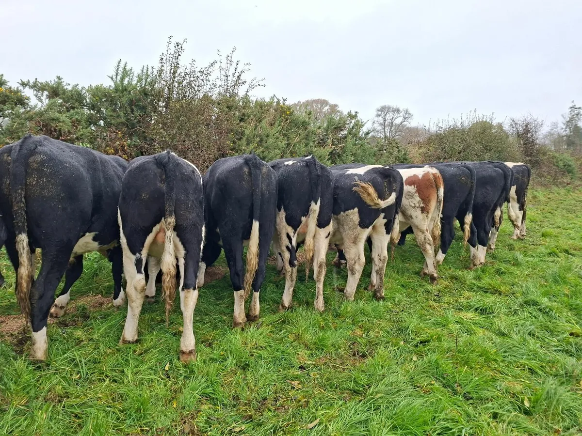 Friesian Bullocks - Image 2