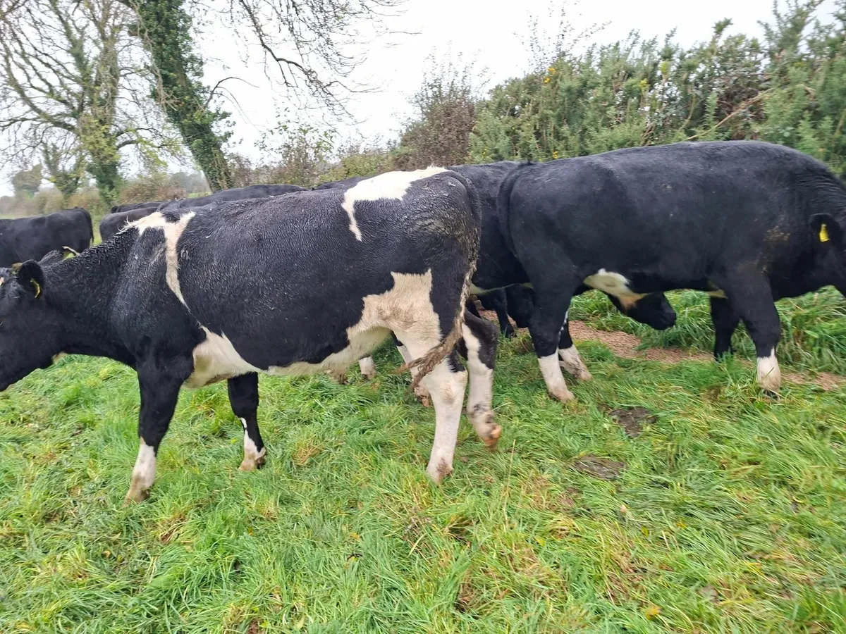 Friesian Bullocks - Image 3