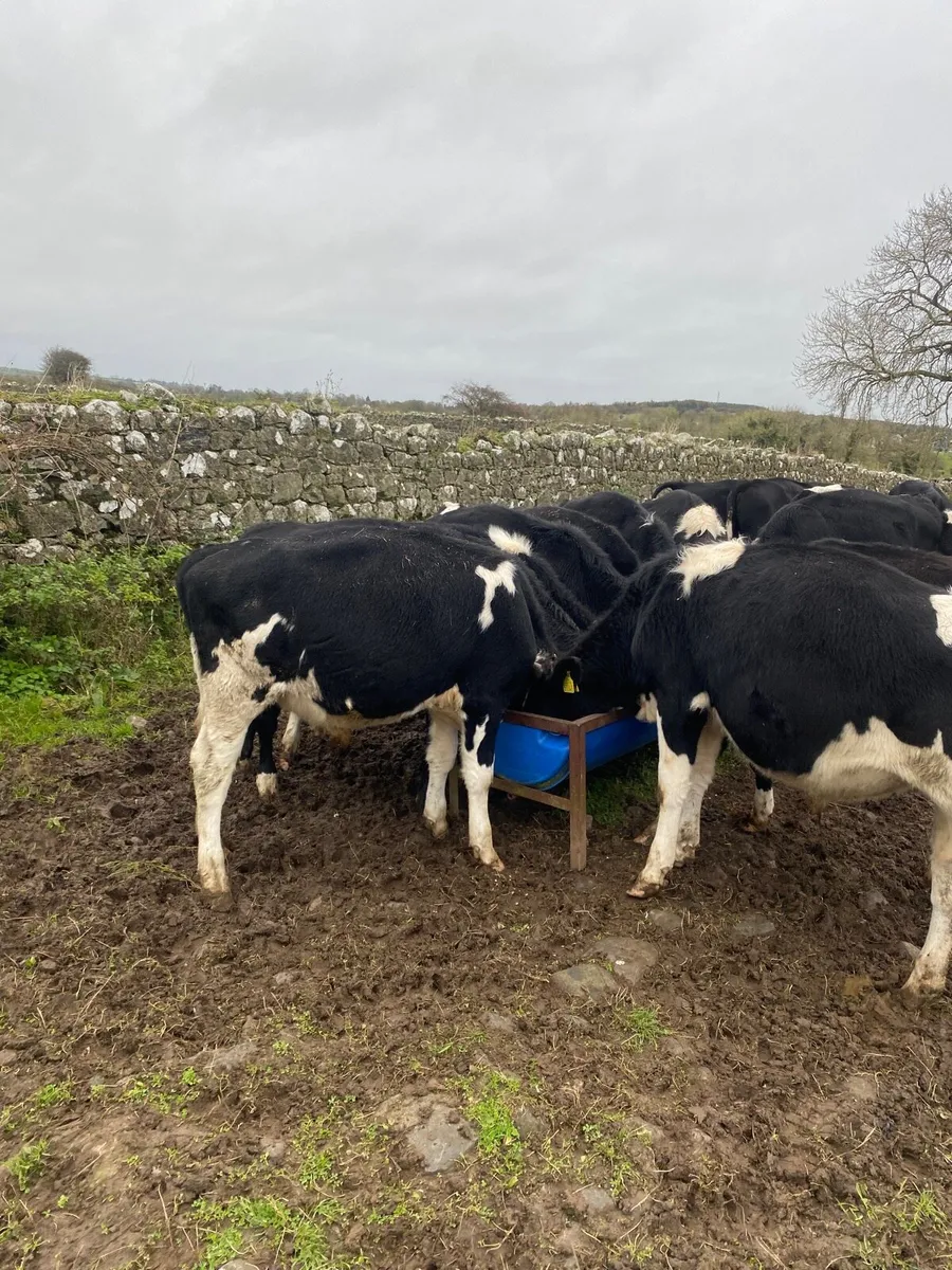 20. Friesian bull runners - Image 1