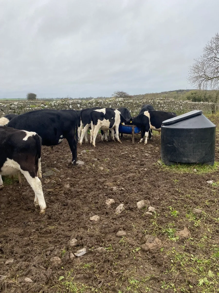 20. Friesian bull runners - Image 2