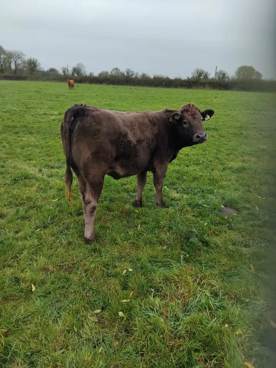 Organic Cattle - Image 1