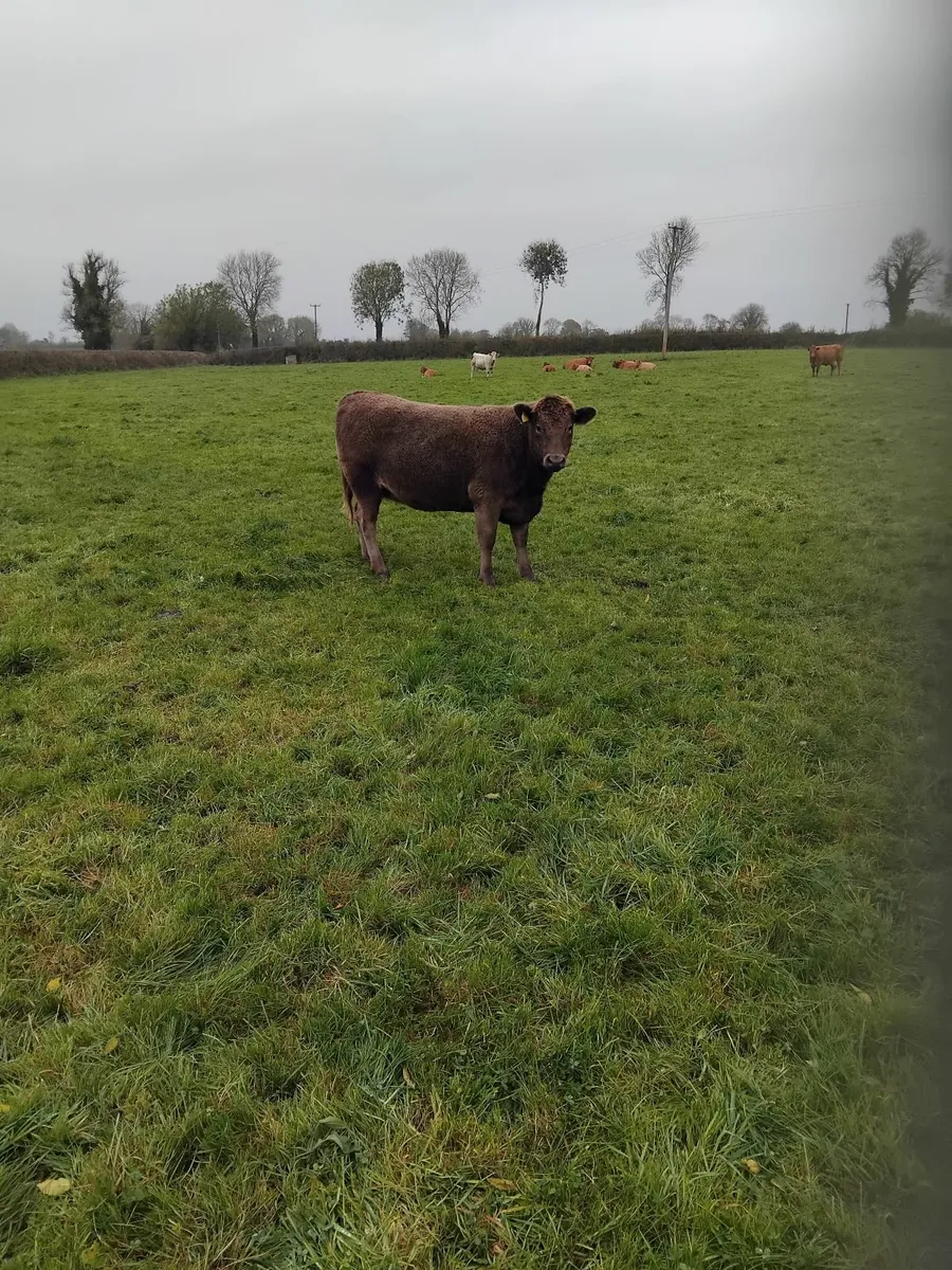 Organic Cattle - Image 2