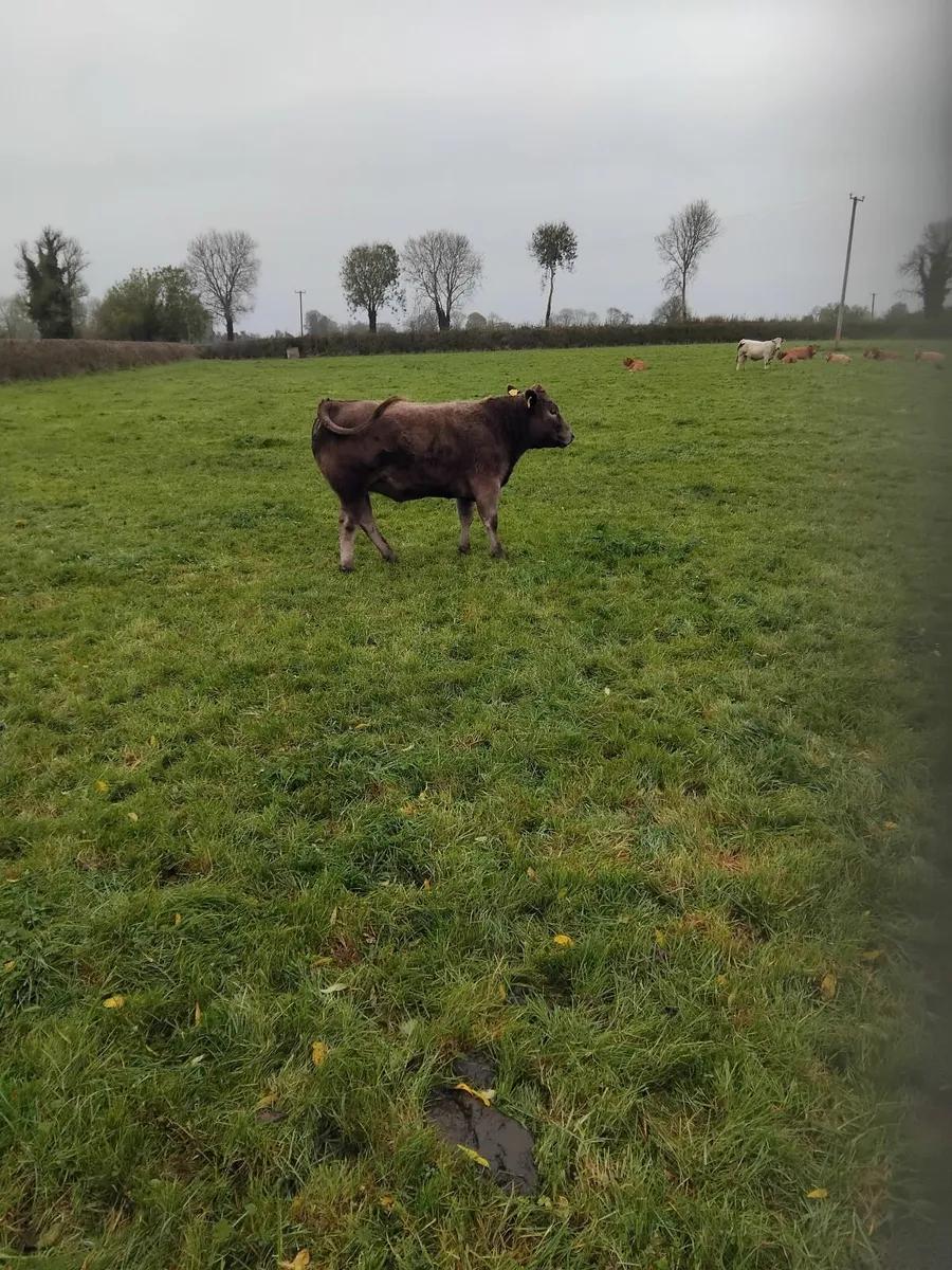 Organic Cattle - Image 3