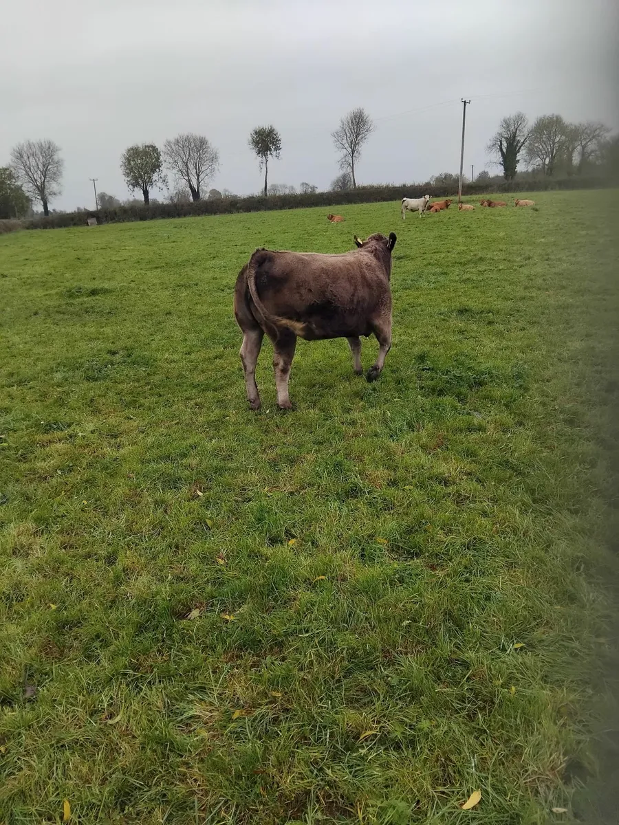 Organic Cattle - Image 4