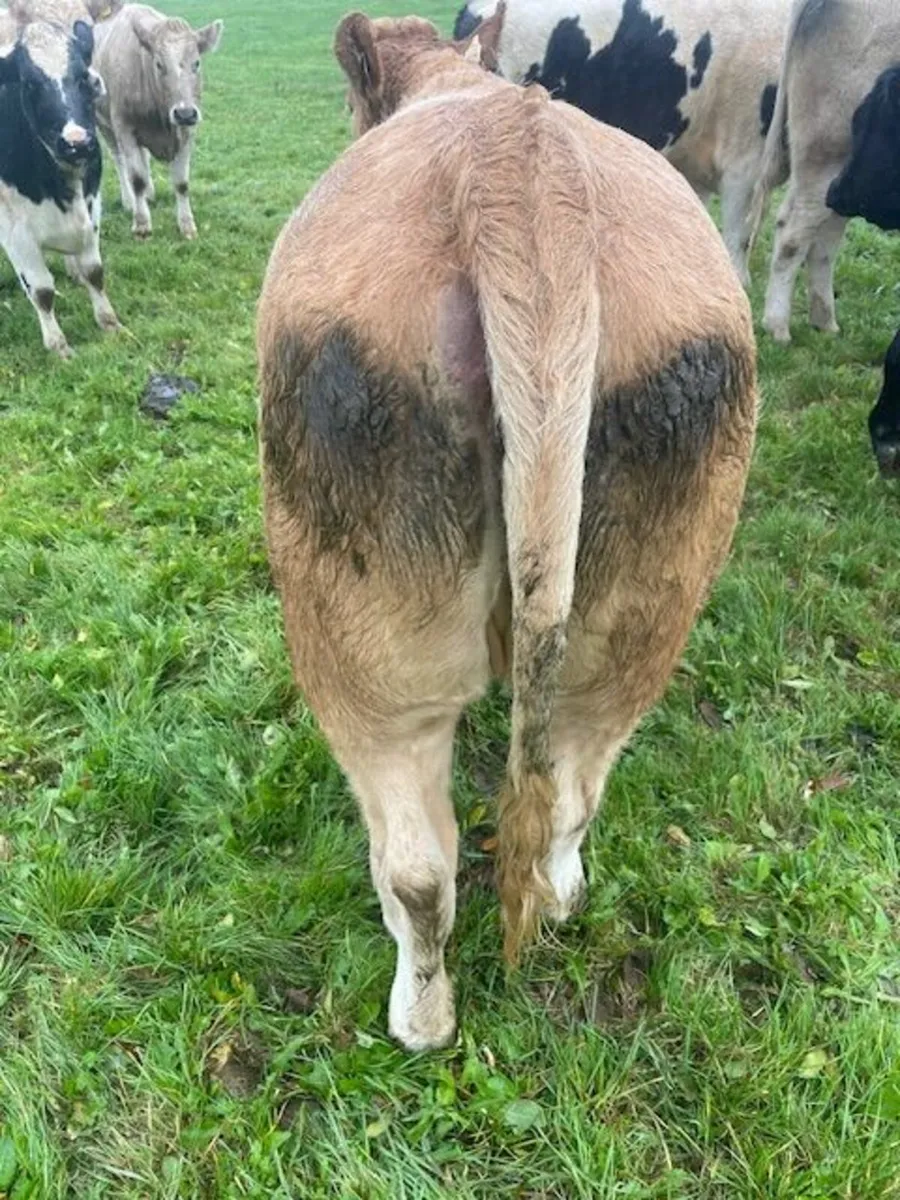 Charolais Heifers for Breeding - Image 1