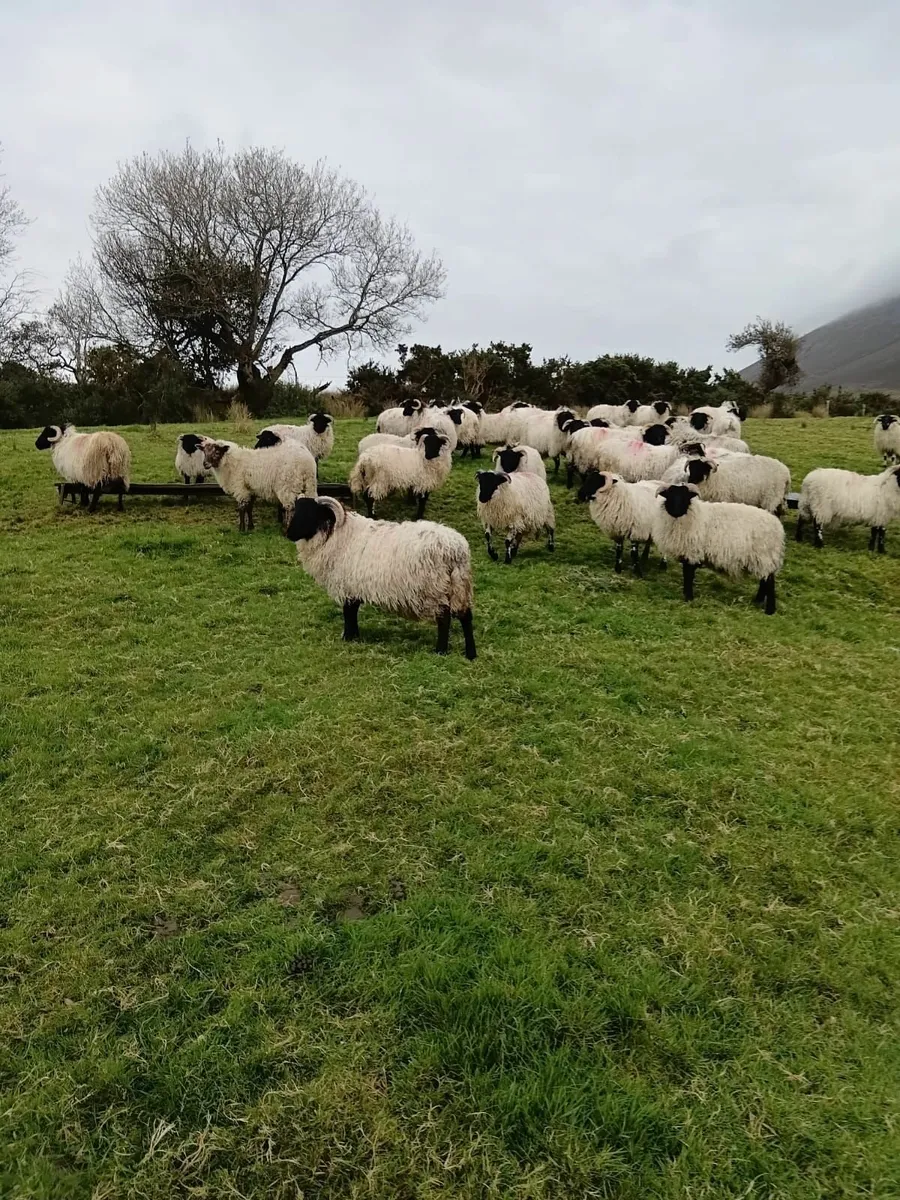 Blackface Mountain Ram lambs - Image 1