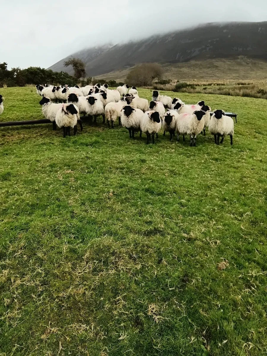 Blackface Mountain Ram lambs - Image 2