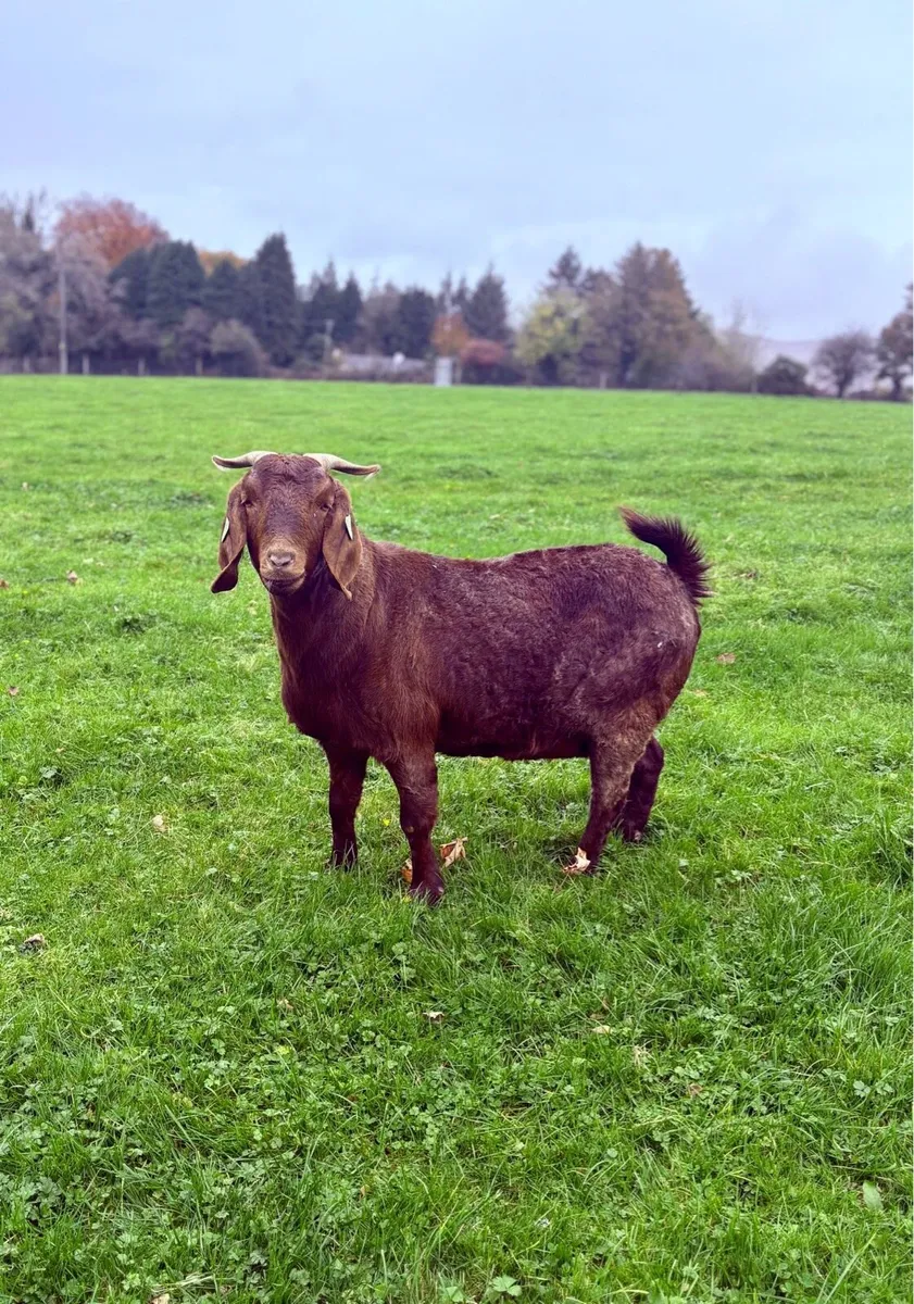 Boer Goats - Image 1