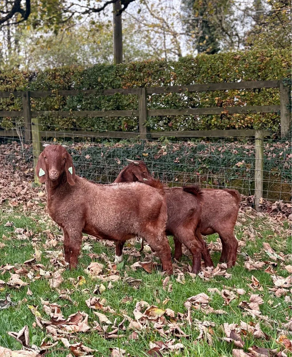Boer Goats - Image 2