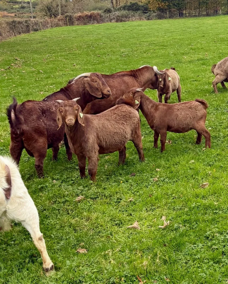Boer Goats - Image 3
