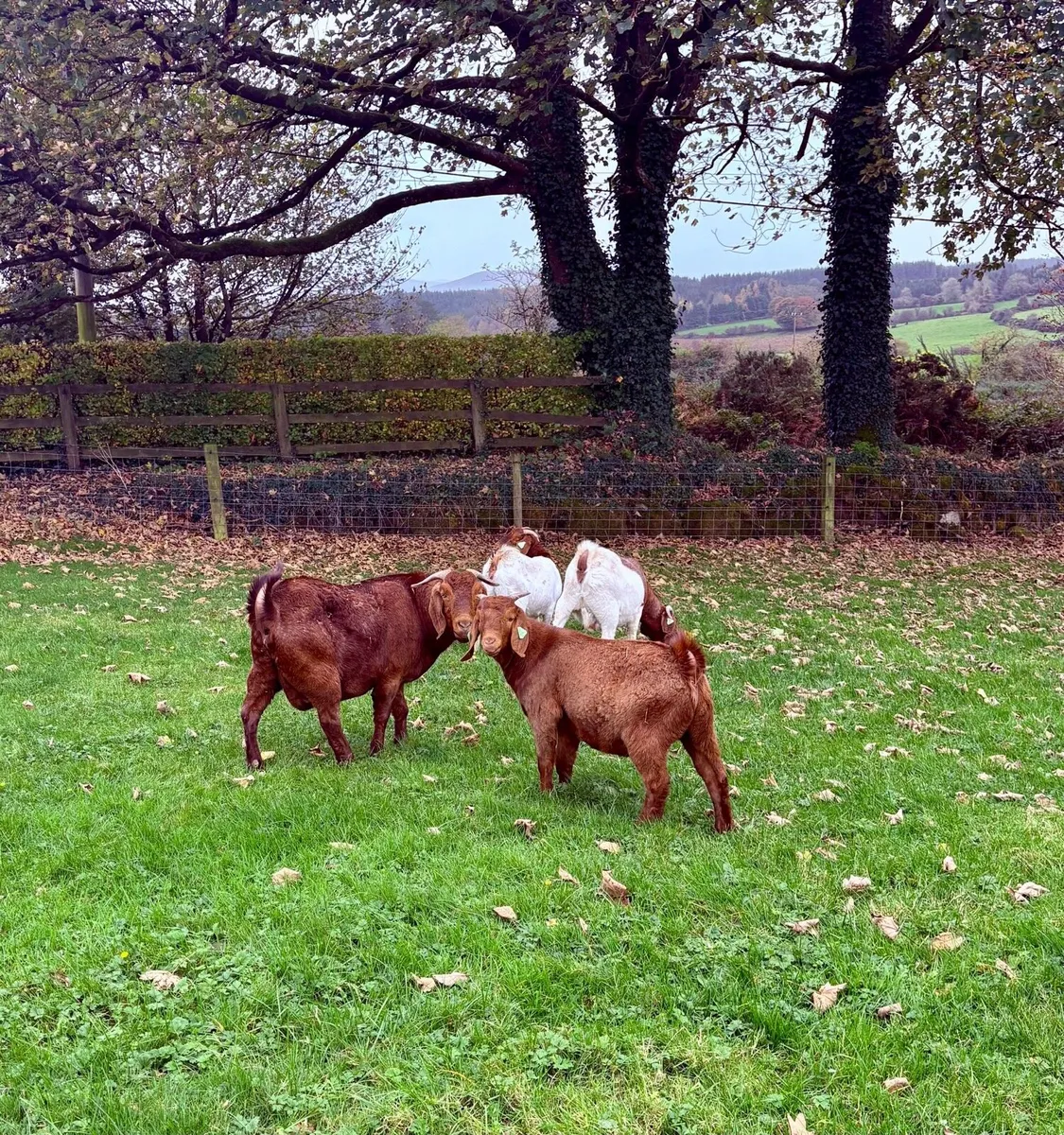 Boer Goats - Image 4