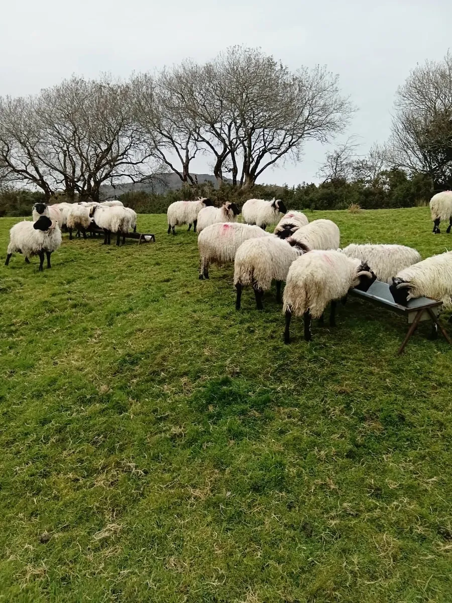 Blackface Mountain Ram lambs - Image 3