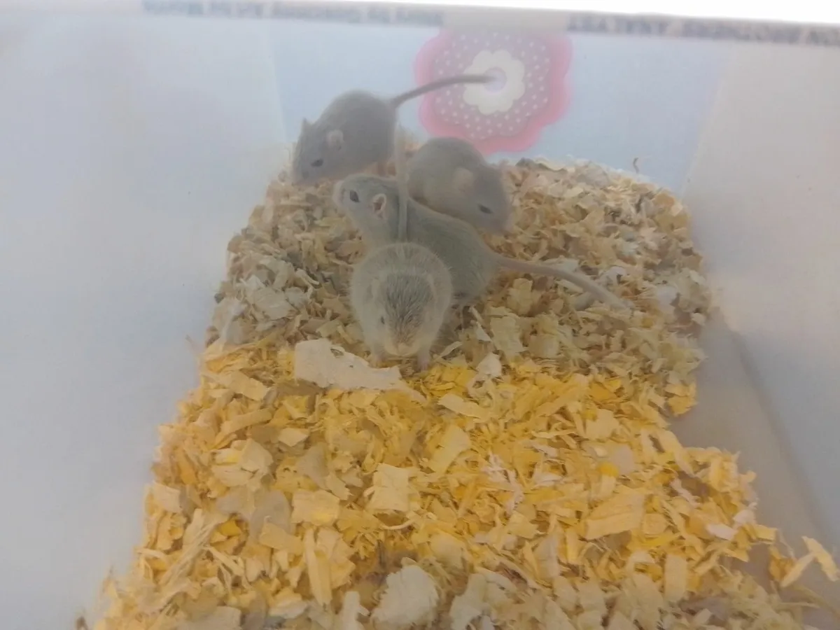 Gerbils - Image 1