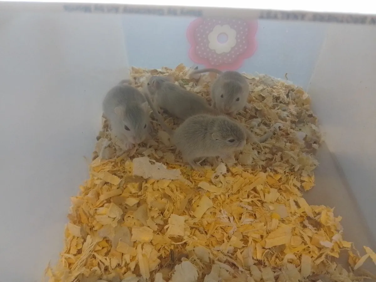 Gerbils - Image 2
