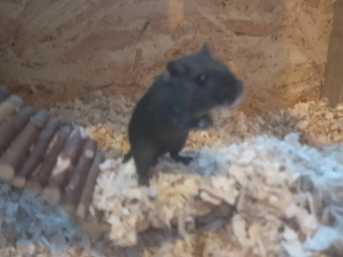 Gerbils - Image 3