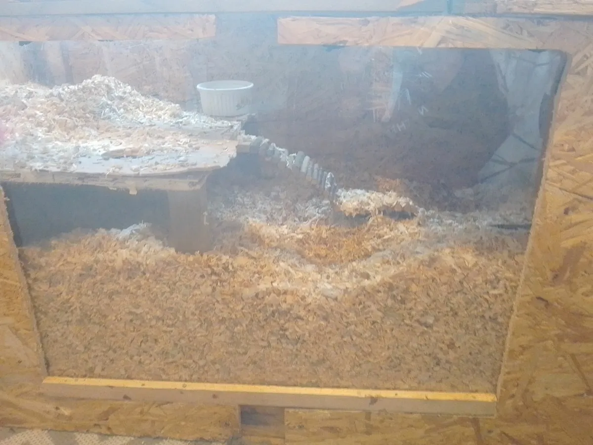 Gerbils - Image 4