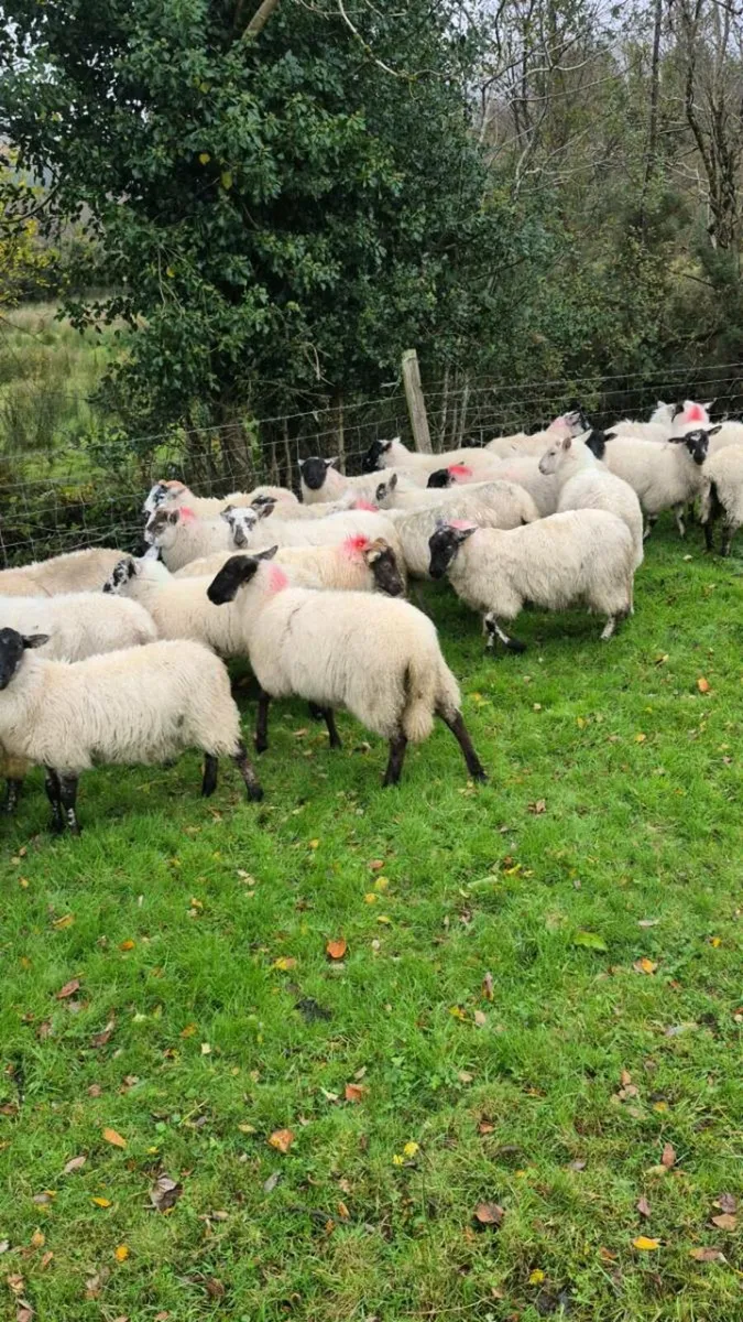 30 ewe lambs - Image 1