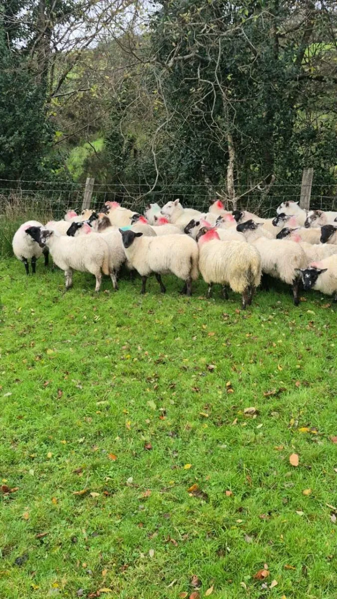 30 ewe lambs - Image 2